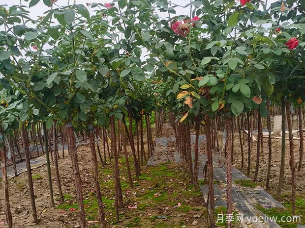 樹(shù)狀月季枝條干枯了怎么辦？(圖1)