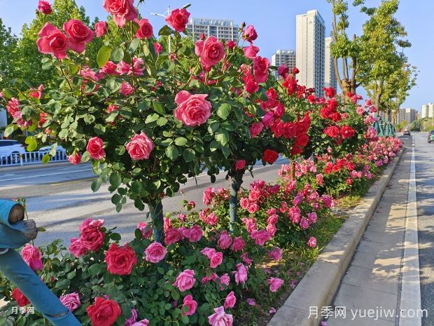 南陽月季，月季之鄉(xiāng)譽滿全球(圖1)