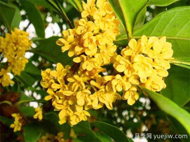 桂花有幾種顏色？(圖1)