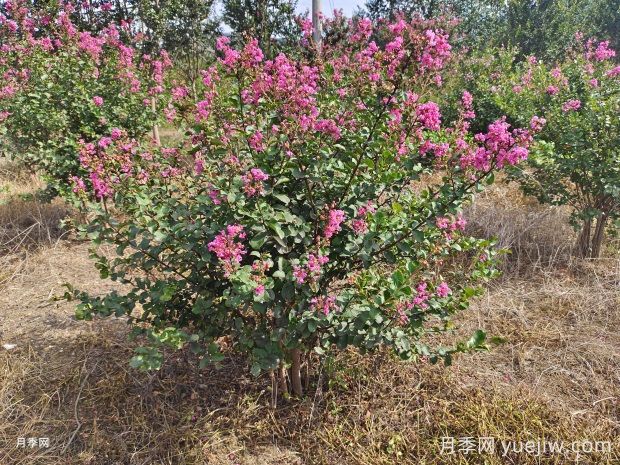 紫薇什么時候開花？(圖1)