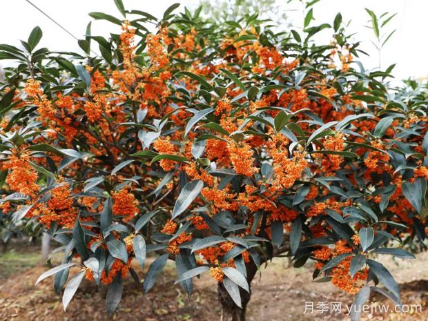 桂花樹會結(jié)果嗎？(圖1)