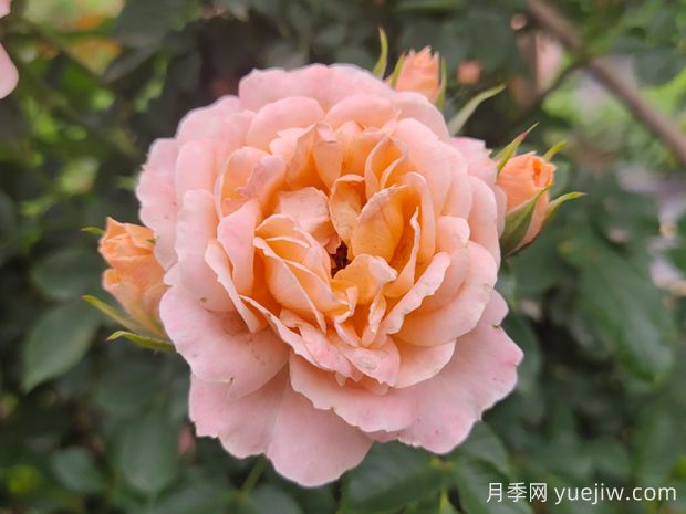甜夢(mèng)月季養(yǎng)護(hù)全攻略，打造夢(mèng)幻花園(圖1)