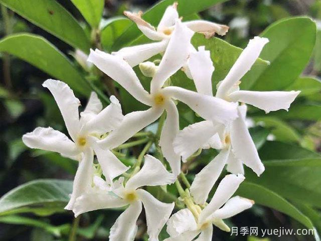風(fēng)車茉莉(圖1)