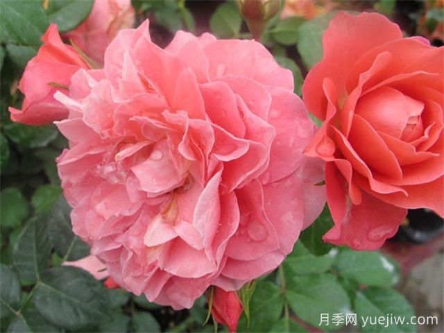 芳香王陽(yáng)臺(tái)月季/香香公主/蜜桃果汁(圖1)