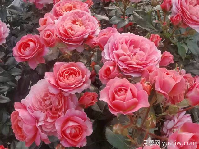 芳香王陽(yáng)臺(tái)月季/香香公主/蜜桃果汁(圖2)