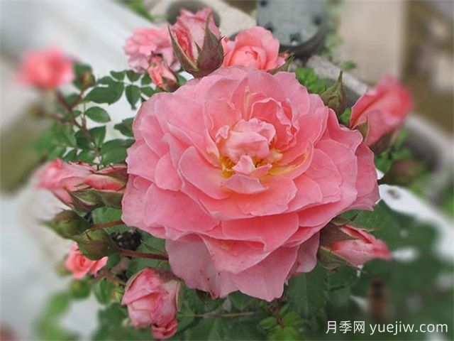 芳香王陽(yáng)臺(tái)月季/香香公主/蜜桃果汁(圖3)