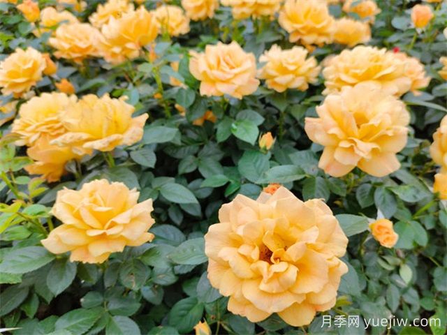 夏天養(yǎng)月季，月季高溫養(yǎng)護指南(圖1)