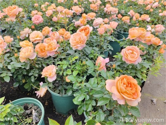 夏季養(yǎng)月季的常見問題，幫月季安全度夏(圖1)
