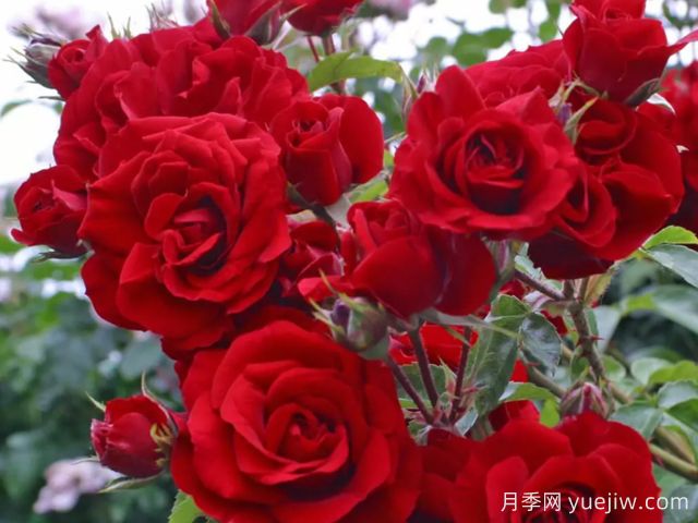 艾瑪?shù)纤乖录?阿瑪?shù)纤?圖2) 艾瑪?shù)纤乖录?阿瑪?shù)纤?圖2)