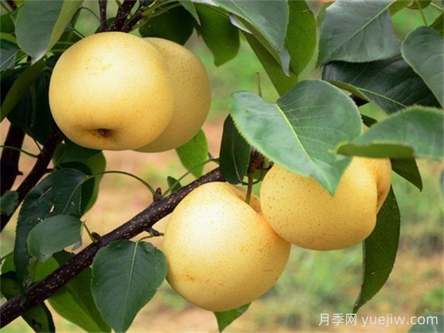 院子里種植什么果樹好？(圖1)