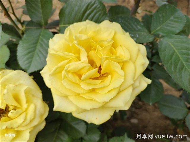 一年生、二年生，多年生園林花卉的使用和區(qū)別(圖1)