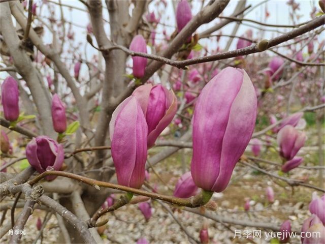 辛夷是玉蘭花的花苞嗎？(圖1)