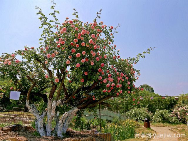 月季名園：都江堰玫瑰花溪谷(圖2)