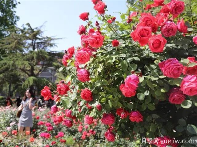 天津月季市花文化和景觀圖集(圖4)