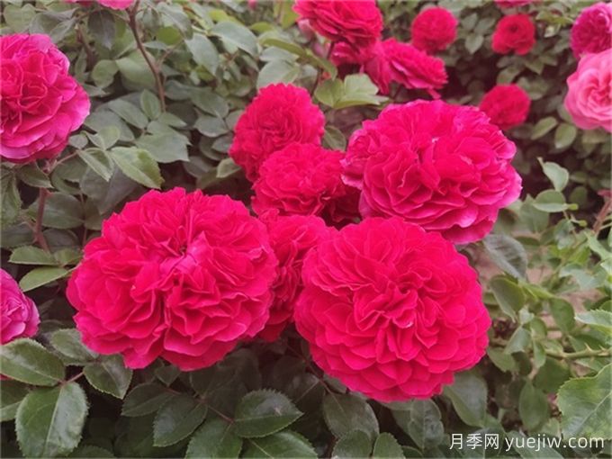 紅達(dá)月季/紅色達(dá)芬奇月季(圖3)