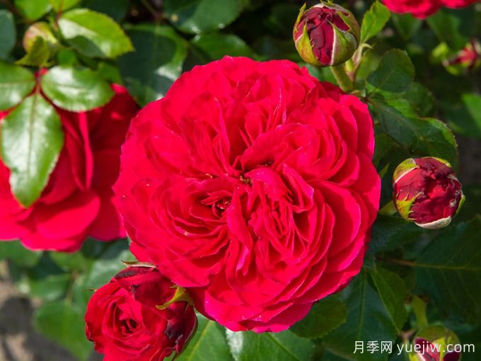 紅色達(dá)芬奇月季和粉色達(dá)芬奇月季有什么區(qū)別？(圖1)
