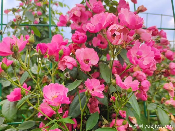 基地安吉拉月季網(wǎng)片花墻批發(fā)供應(yīng)(圖1)