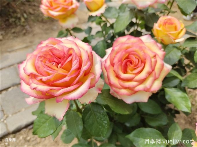 月季花夏季養(yǎng)護(hù)管理重點(diǎn)，4方面讓月季長的旺(圖1)
