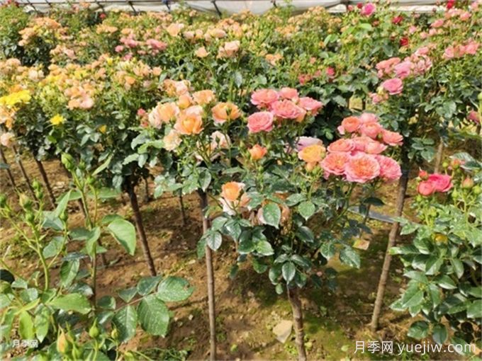 月季花夏季養(yǎng)護(hù)管理重點(diǎn)，4方面讓月季長的旺(圖2)