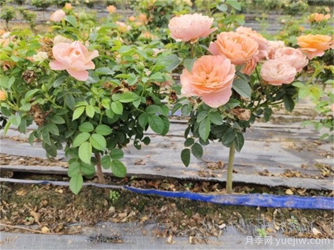 夏季月季養(yǎng)護全攻略，讓月季花絢麗一夏(圖2)