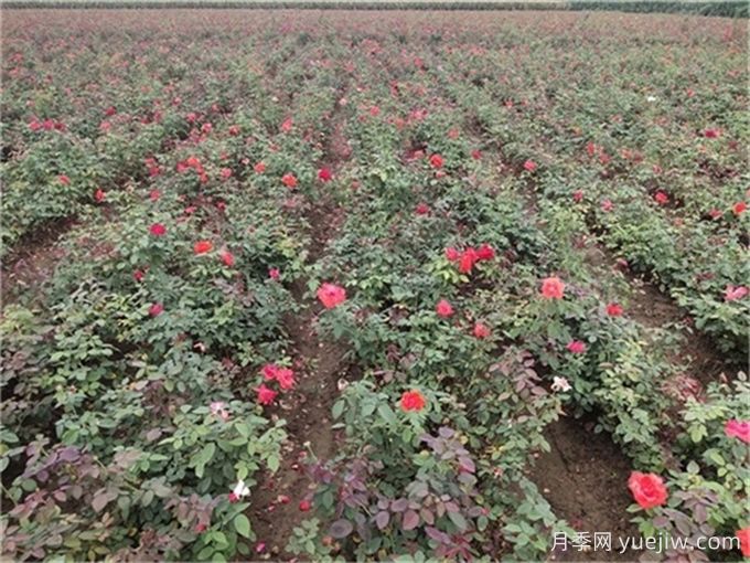 夏季月季養(yǎng)護全攻略，讓月季花絢麗一夏(圖3)