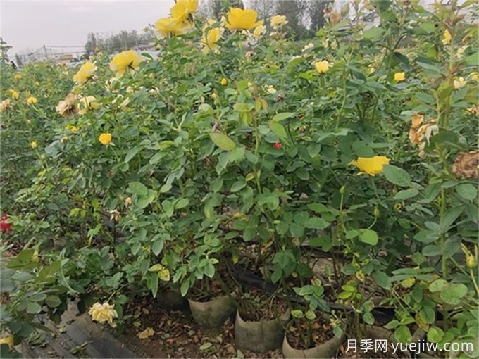 夏季月季花常見(jiàn)的8大問(wèn)題和應(yīng)對(duì)方法(圖1)