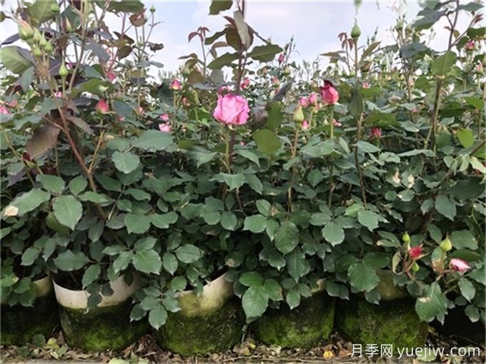 夏季月季花常見(jiàn)的8大問(wèn)題和應(yīng)對(duì)方法(圖2)