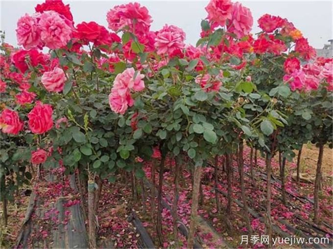 七八月份園林植物應該怎樣去養(yǎng)護？(圖1)