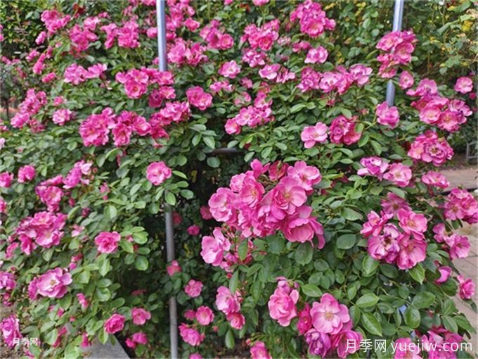 月季度夏指南，夏季紅蜘蛛黑斑病防治教程(圖1)
