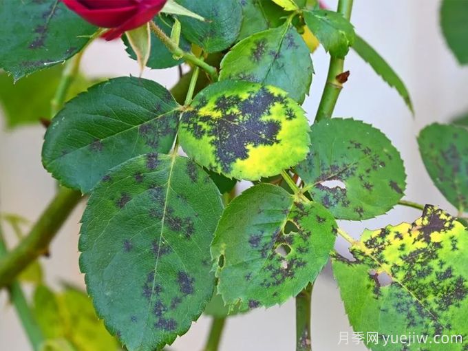 月季度夏指南，夏季紅蜘蛛黑斑病防治教程(圖2)