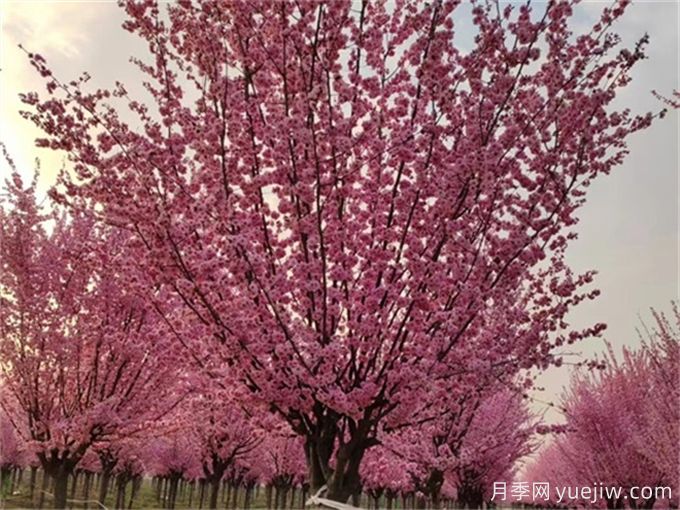 詩經(jīng)里那些美了千年的植物，你都見過嗎？(圖1)