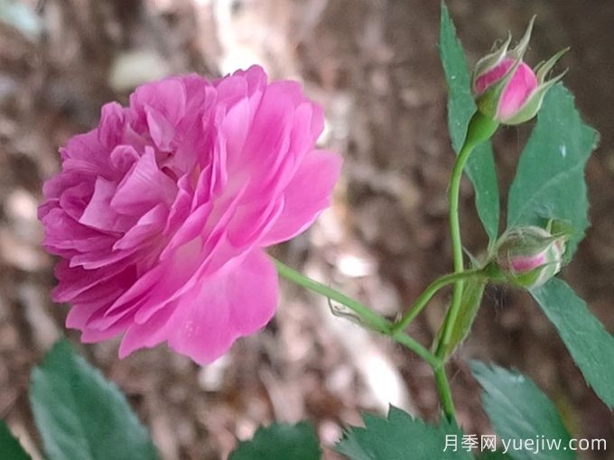 11個(gè)薔薇品種，花開滿架一院香(圖2)