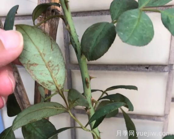 月月季花黃葉長(zhǎng)不好？9種常見缺素癥盤點(diǎn)(圖2)