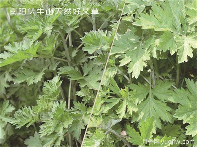 南陽(yáng)中醫(yī)藥產(chǎn)業(yè)找準(zhǔn)突破口，奮力推進(jìn)臥龍艾草產(chǎn)業(yè)創(chuàng)新發(fā)展(圖1)