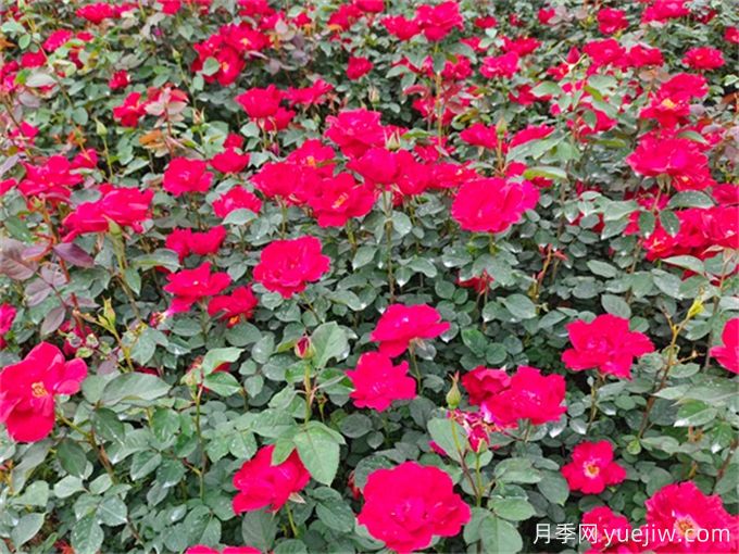 月季夏季養(yǎng)護(hù)，讓月季安全度夏的小秘訣(圖2)