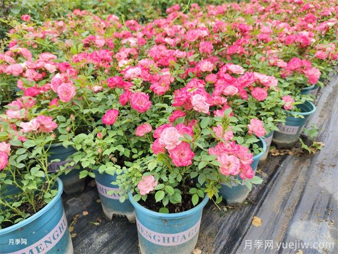 家庭園藝種植類(lèi)型和常用花卉和香草品種選擇(圖1)