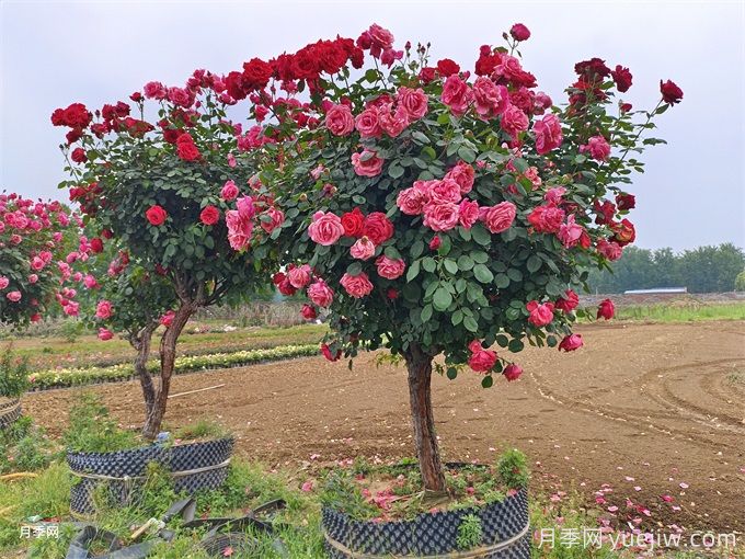 園林綠化中假植花木的特點(diǎn)和應(yīng)用價(jià)值(圖1)