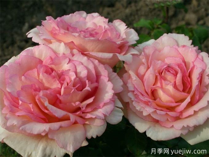 金粉回憶月季/紀(jì)念巴登巴登/粉紅魔咒(圖4)