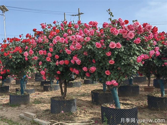 苗木移栽如何定植？(圖1)