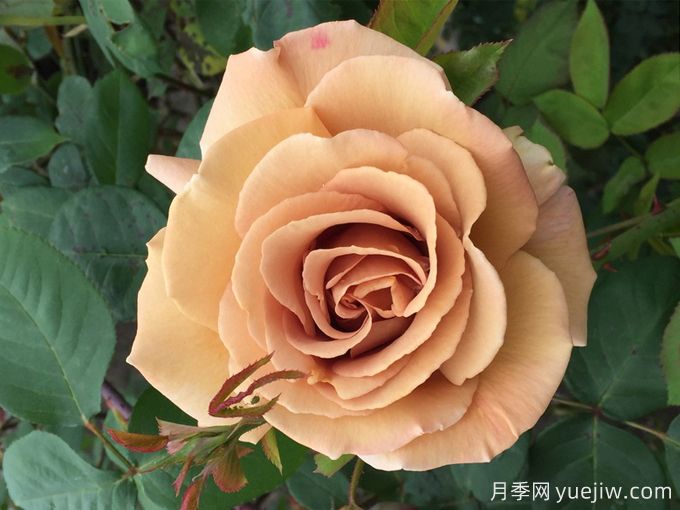 蘇格蘭黃油月季，優(yōu)秀復(fù)古黃色切花(圖1)