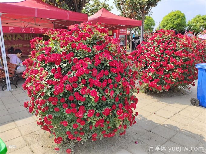月季花，四季綻放的芬芳傳奇(圖3)