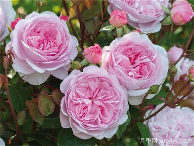 7個超級漂亮的粉色月季花品種，又美又仙又香(圖1)