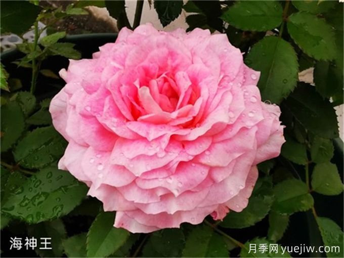 海神王月季，花中仙子的魅力與養(yǎng)護(hù)(圖1)