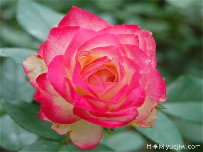 推薦8個豐花月季品種，抗病性強且花色美麗(圖6)