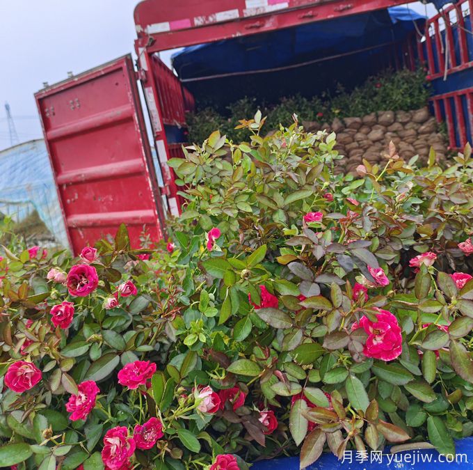 紅復(fù)色紅寶石美植袋苗和營養(yǎng)杯苗基地報價(圖4)