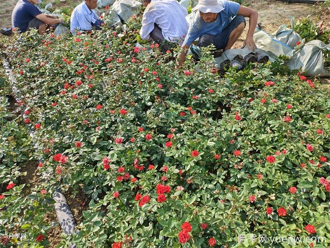 一年苗北京紅月季發(fā)貨河南洛陽(yáng)園林(圖1)