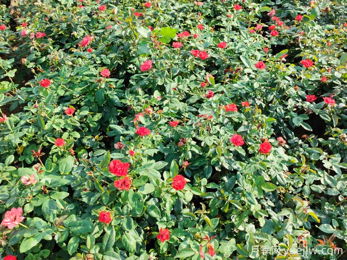 一年苗北京紅月季發(fā)貨河南洛陽(yáng)園林(圖3)
