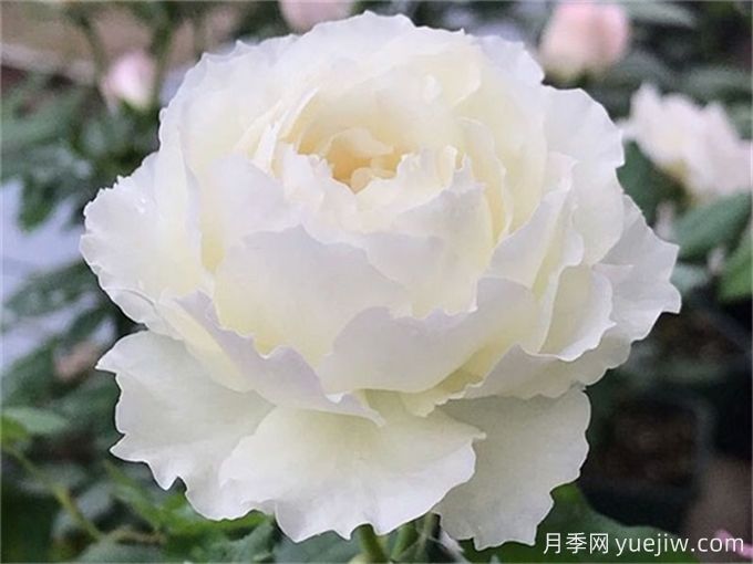 推薦10款白色系月季品種，每一款都經(jīng)典(圖5)