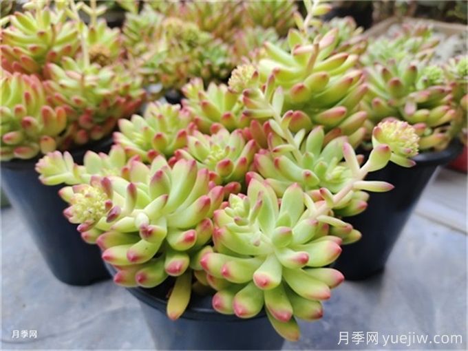 多肉有白色蟲(chóng)子怎么辦？(圖1)
