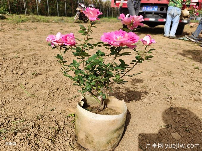 月季花苞為什么會(huì)枯萎？(圖1)